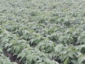 Kenya farm field