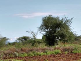Kenya farmer