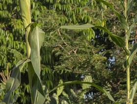 Madagascar farmer