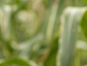 Malawi farmer