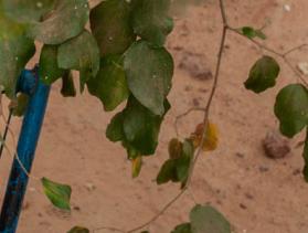 Mali displaced woman