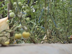 man_tends_his_tomato_farm_in_nepal