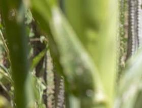 Mozambique farmer in field