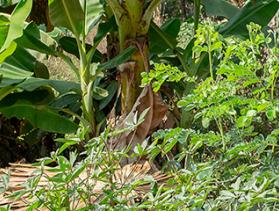 Myanmar food security