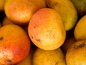 mangoes ready for drying in Malawi, Africa