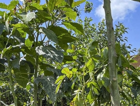 Rwanda tree tomato harvesting