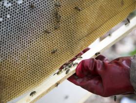 Beekeeper Jean-Louis Mendy inspects a beehive in Niaguis.