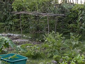 Timor Leste families learn improved farming practices with CRS support.