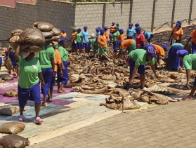 drying vanilla in Uganda