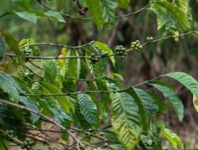 Uganda widows grow coffee