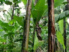 using a hand plane in Rwanda