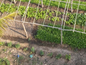 working greenhouse in Laos