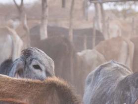 Zimbabwe cattleman