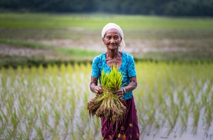 An older woman standing in a green field, holding bundles of rice plants.