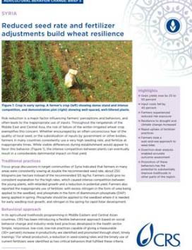 Reduced seed rate and fertilizer adjustments build wheat resilience - Syria