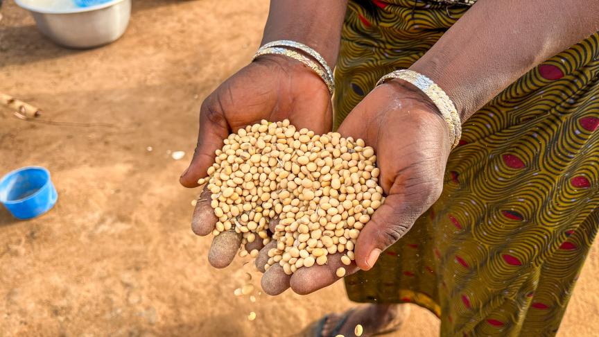 hnads holding soy beans for processing