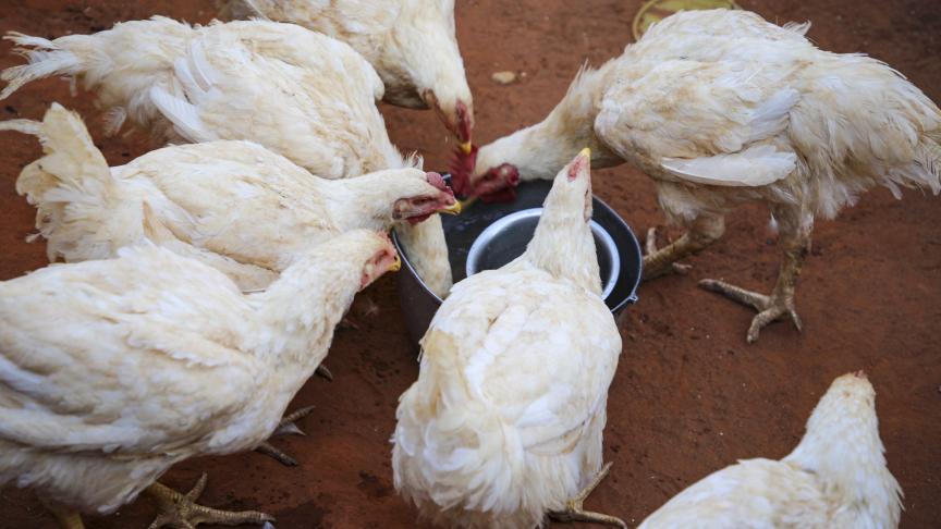 Savings groups, business training and food distributions enable small businesses to thrive.