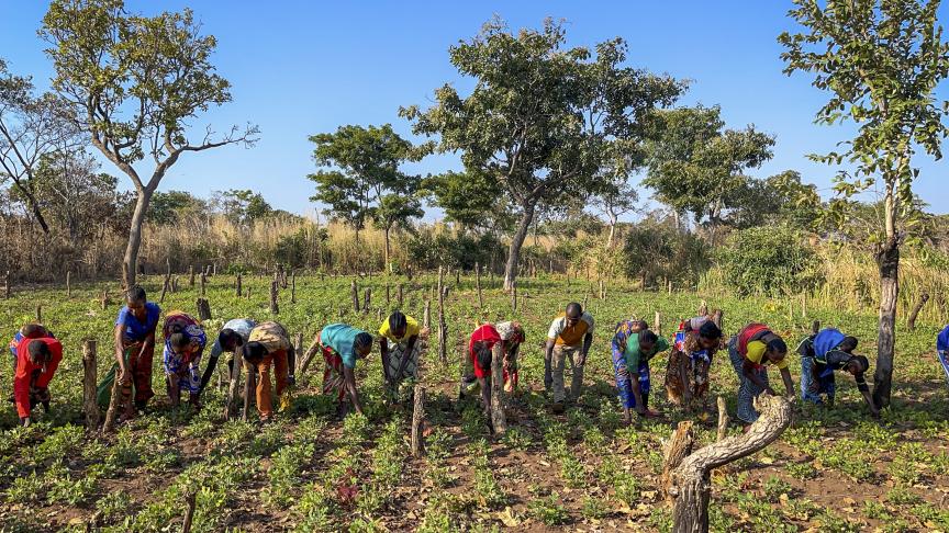 Improved agricultural techniques help farmers build resilience