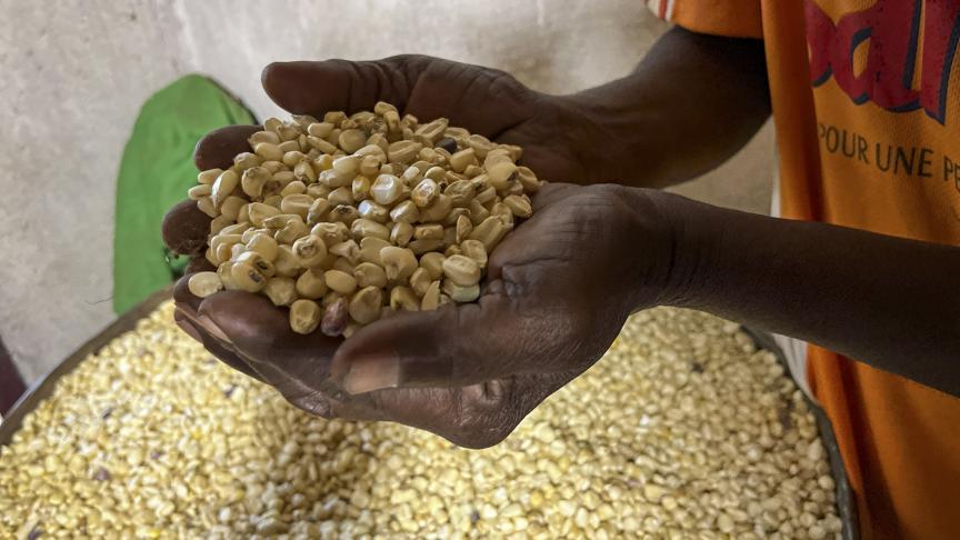 cupped hands holding grain