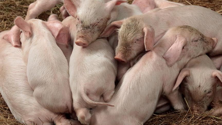 a gathering of piglets