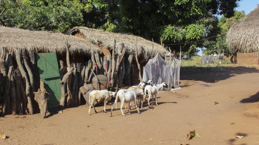goat herd in central african republic