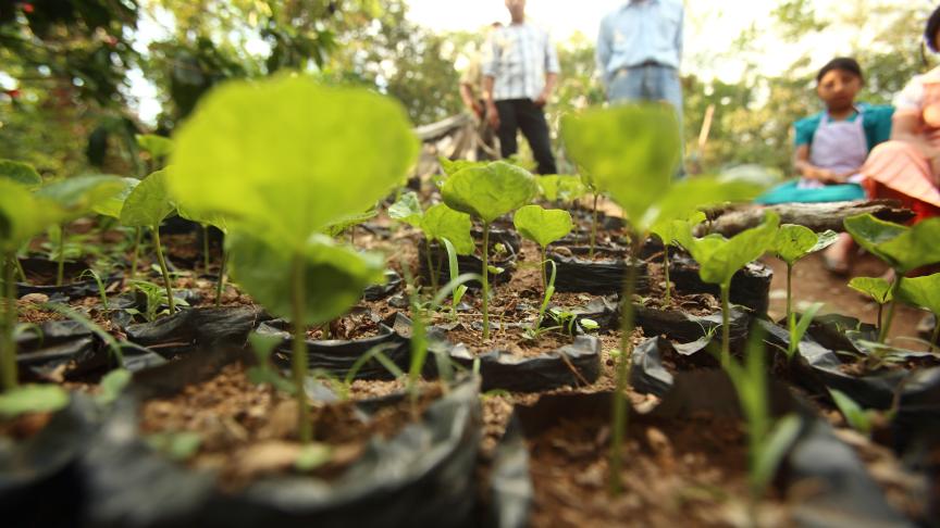 coffee plants