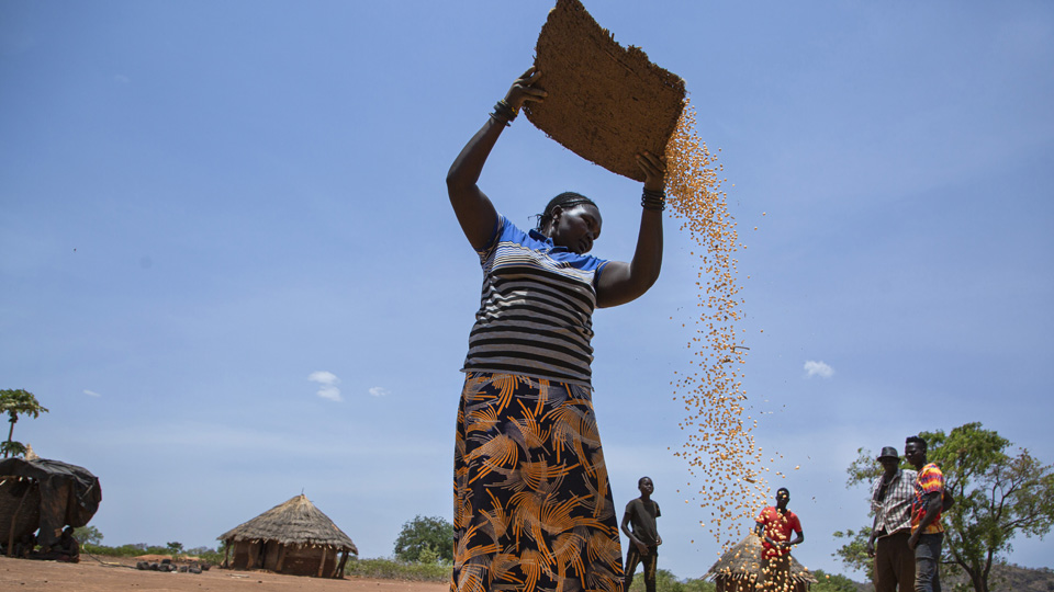 A woman dropping harvest from a tray.